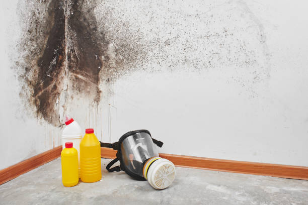 Best Mold Testing  in Hallettsville, TX