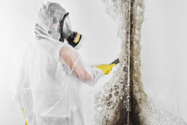 Best Commercial Mold Removal  in Hallettsville, TX