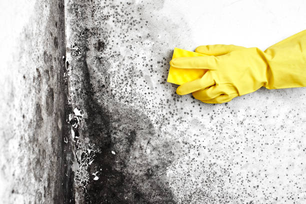 Best Fast Mold Removal  in Hallettsville, TX