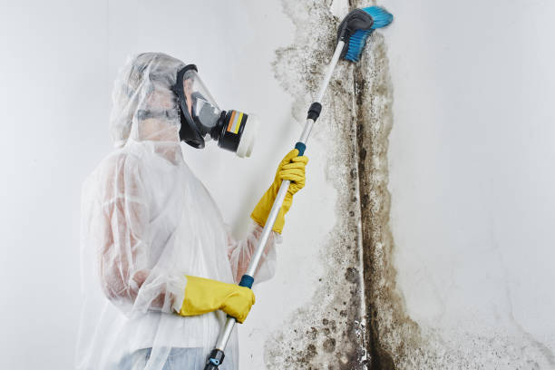 Best Best Mold Removal Companies  in Hallettsville, TX