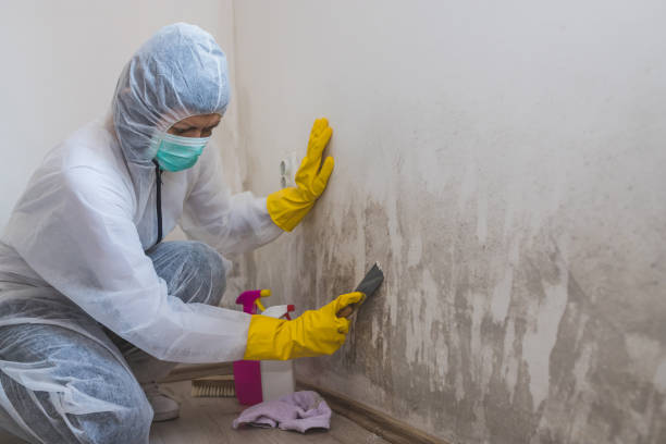 Best Mold Removal Process  in Hallettsville, TX