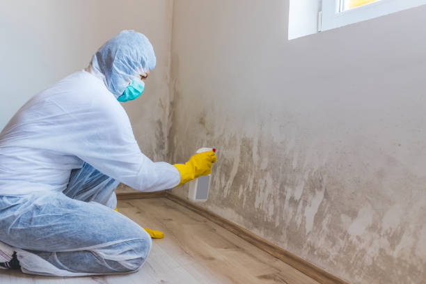 Best Professional Mold Removal  in Hallettsville, TX