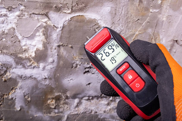 Best Commercial Mold Removal  in Hallettsville, TX