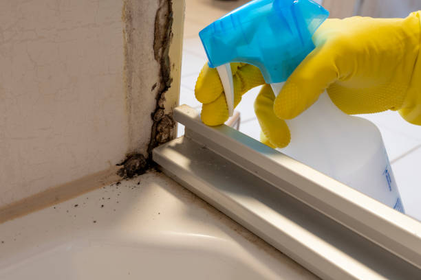 Professional Mold Removal in Hallettsville, TX