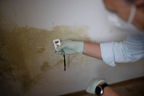 Best Mold Remediation  in Hallettsville, TX