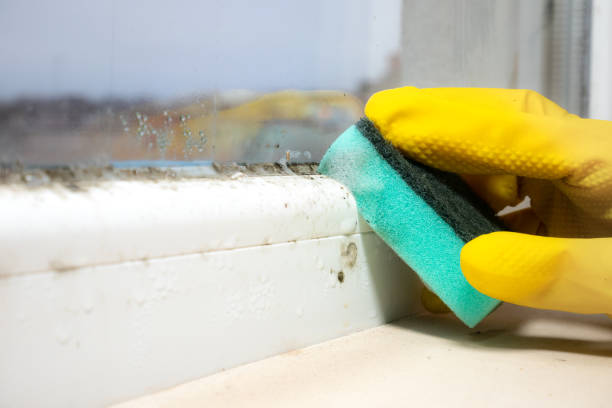 Best Mold Testing and Removal  in Hallettsville, TX