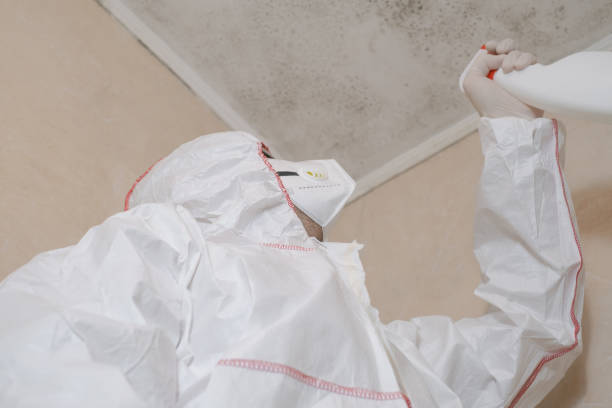Best Emergency Mold Removal  in Hallettsville, TX