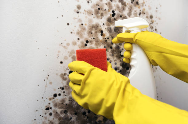 Best Mold Testing and Removal  in Hallettsville, TX