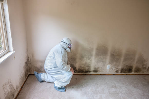 Best Mold Damage Repair  in Hallettsville, TX