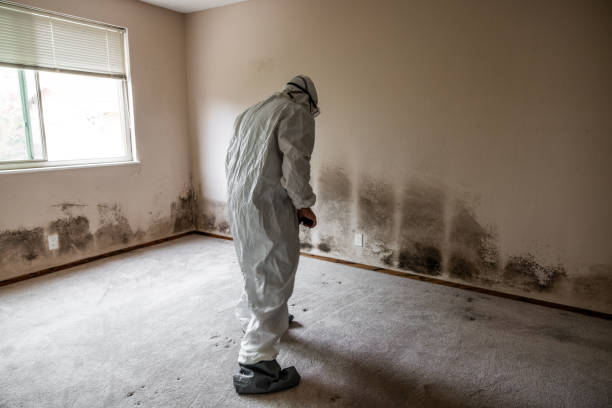 Best Mold Removal Process  in Hallettsville, TX