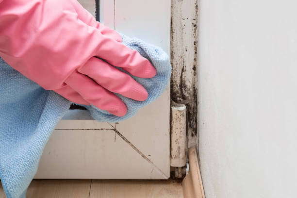 Mold Removal Process in Hallettsville, TX