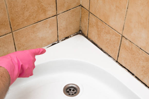 Best Certified Mold Removal  in Hallettsville, TX